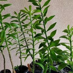 ◆キリンウチワ 団扇サボテン 多肉植物 カット苗 10～15cm...