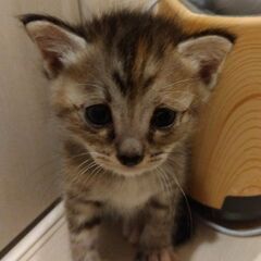 生後3週過ぎ　麦わら女の子里親さん募集します🐈