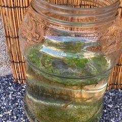 メダカ飼育セット(めだか、ガラス容器、浮草)