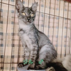 🍀9月15日(日)🍀すみれペットクリニック様にて『立川地域猫の会...