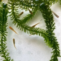 ⭐︎完売しました　メダカ　めだか　稚魚　10匹から