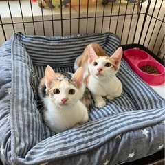 元気いっぱい　こだま&すいか