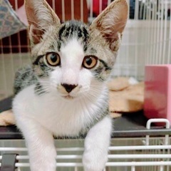 🍀9月15日(日)🍀すみれペットクリニック様にて『立川地域猫の会...