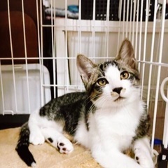 🍀9月15日(日)🍀すみれペットクリニック様にて『立川地域猫の会』主催の譲渡会(予約不用)を開催致します‼️皆様のお越しを心よりお待ち致しております❣️🙇‍♀️🍀🐈🐾 - 猫