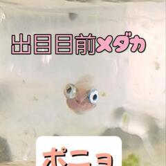 決まりました！かわいい！出目目前めだか　ポニョ　稚魚5匹。