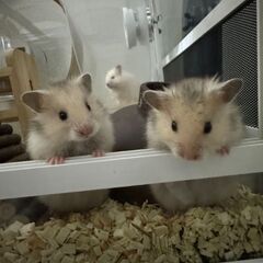 ゴールデンハムスターロングヘアサテン