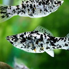 ダルメシアンモーリー