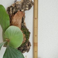 ビカクシダ　エレファン②コルク付の画像