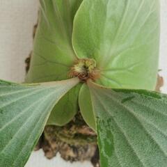 ビカクシダ　エレファン②コルク付の画像