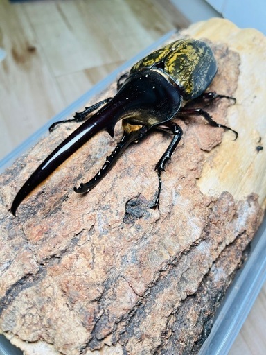 ヘラクレスオオカブト　大型　オス単品