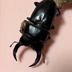 国産　オオクワガタ　オス♂メス♀ペア　(ペアでの販売は最終です)の画像