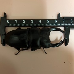 国産　オオクワガタ　オス♂メス♀ペア　(ペアでの販売は最終です)の画像