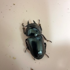 国産　オオクワガタ　オス♂メス♀ペア　(ペアでの販売は最終です)の画像