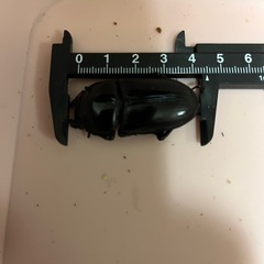 国産　オオクワガタ　オス♂メス♀ペア　(ペアでの販売は最終です)の画像