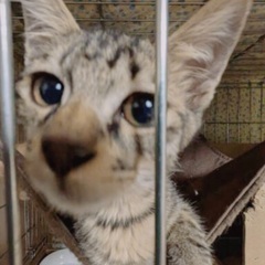 🍀9月15日(日)🍀すみれペットクリニック様にて『立川地域猫の会』主催の譲渡会(予約不用)を開催致します‼️皆様のお越しを心よりお待ち致しております❣️🙇‍♀️🍀🐈‍⬛🐾 - 立川市