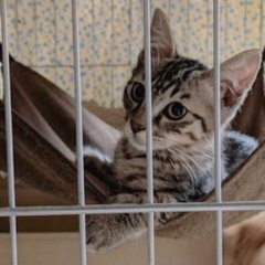 🍀9月15日(日)🍀すみれペットクリニック様にて『立川地域猫の会...