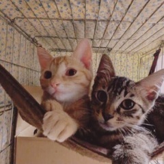 🍀9月15日(日)🍀すみれペットクリニック様にて『立川地域猫の会』主催の譲渡会(予約不用)を開催致します‼️皆様のお越しを心よりお待ち致しております❣️🙇‍♀️🍀🐈‍⬛🐾 − 東京都