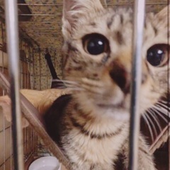 🍀9月15日(日)🍀すみれペットクリニック様にて『立川地域猫の会』主催の譲渡会(予約不用)を開催致します‼️皆様のお越しを心よりお待ち致しております❣️🙇‍♀️🍀🐈‍⬛🐾 - 猫