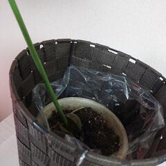 観葉植物　1の画像