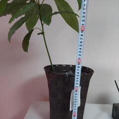 観葉植物　1の画像