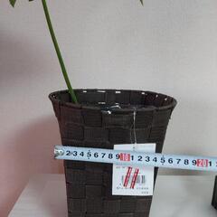 観葉植物　1の画像