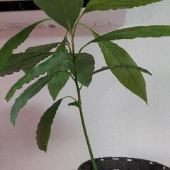 観葉植物　1の画像