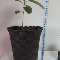 観葉植物2の画像