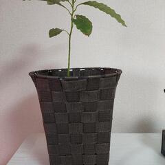 観葉植物2の画像