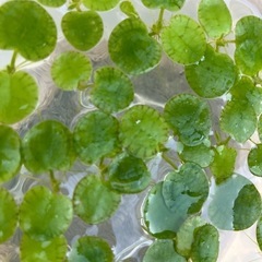 受渡し者決定【水草】アマゾンフロッグビット②