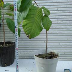 【決まりました】幻のフルーツ　ポポー　苗　4年生　②