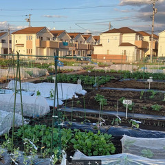 所沢市で家庭菜園されている仲間募集