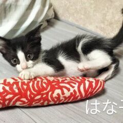 生後２ヶ月位　後ろから付いて回る可愛い２匹【9月15日(日曜日)...