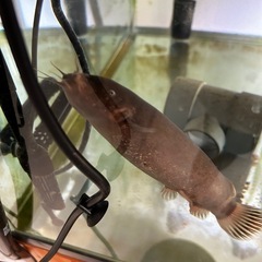 デンキナマズ　15cm前後の画像