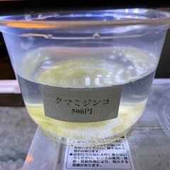 タマミジンコ1カップのみ入荷