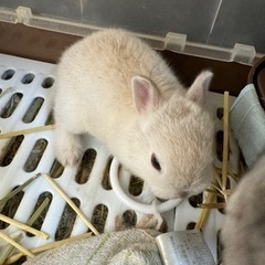 うさぎ　ネザーランド