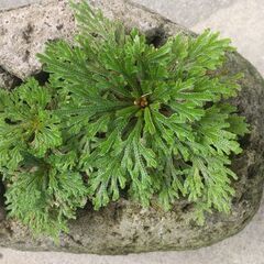 イワヒバ　岩松　の画像
