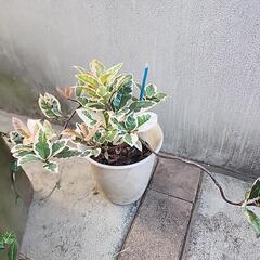 ヤブコウジ　お正月の寄せ植え等に