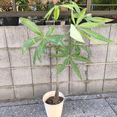 パキラ　実生の画像