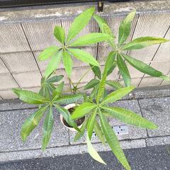 パキラ　実生の画像