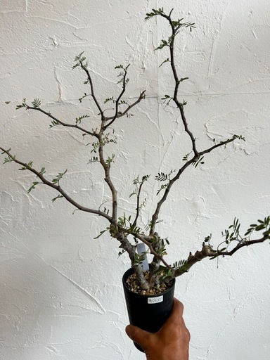 センナメリディオナ