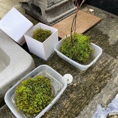 プレゼント企画！苔玉🥎　9月21日まで！