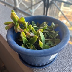
多肉植物　赤鬼城の画像