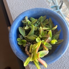 
多肉植物　赤鬼城