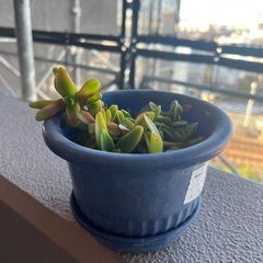 
多肉植物　赤鬼城の画像