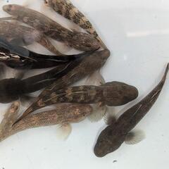 オウミヨシノボリ 3〜5cm程度です。 の画像