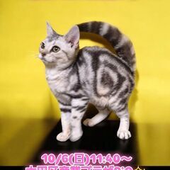 10/6(日)譲渡会。生後か月アメリカンショートヘア♀(⋈◍＞◡...