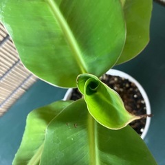 観葉植物 ミニバナナの苗木Bの画像