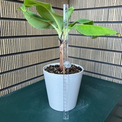 観葉植物 ミニバナナの苗木Bの画像