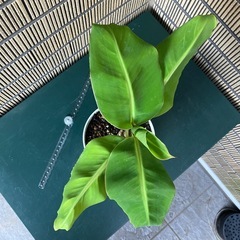 観葉植物 ミニバナナの苗木Bの画像