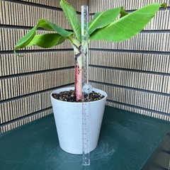 観葉植物 ミニバナナの苗木Bの画像